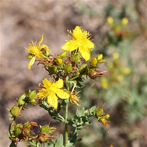 Hypericum perforatum (St John's Wort) at O'Connor, ACT by ConBoekel