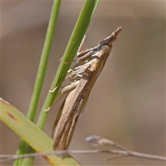 Faveria tritalis (Couchgrass Webworm) at O'Connor, ACT - 17 Jan 2025 by ConBoekel