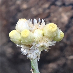 Pseudognaphalium luteoalbum (Jersey Cudweed) at O'Connor, ACT - 17 Jan 2025 by ConBoekel