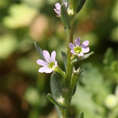 Unidentified Other Wildflower or Herb at O'Connor, ACT - 17 Jan 2025 by ConBoekel