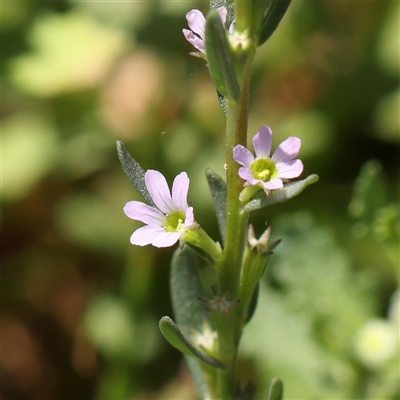 Lythrum hyssopifolia (Small Loosestrife) at O'Connor, ACT - 17 Jan 2025 by ConBoekel