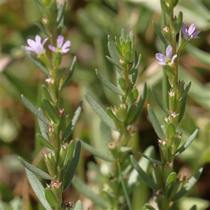 Lythrum hyssopifolia at O'Connor, ACT - 17 Jan 2025 11:37 AM