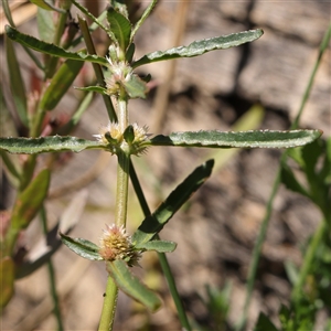 Alternanthera denticulata (Lesser Joyweed) at O'Connor, ACT by ConBoekel