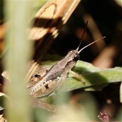 Phaulacridium vittatum (Wingless Grasshopper) at O'Connor, ACT - 17 Jan 2025 by ConBoekel