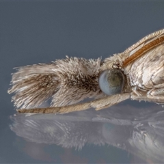 Culladia cuneiferellus (Crambinae moth) at Jerrabomberra, NSW - 27 Jan 2025 by MarkT