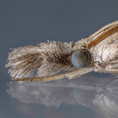 Culladia cuneiferellus (Crambinae moth) at Jerrabomberra, NSW - 27 Jan 2025 by MarkT