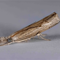 Culladia cuneiferellus at Jerrabomberra, NSW - suppressed