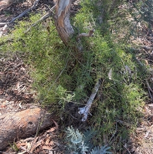 Clematis leptophylla (Small-leaf Clematis, Old Man's Beard) at Forde, ACT by Dylan93