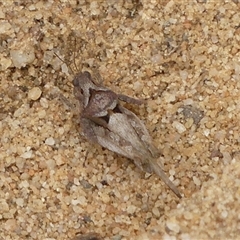 Tetrigidae (family) (Pygmy grasshopper) at Woodlands, NSW - 29 Jan 2025 by Curiosity