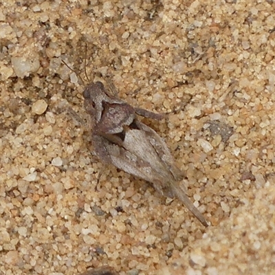 Tetrigidae (family) (Pygmy grasshopper) at Woodlands, NSW - 29 Jan 2025 by Curiosity