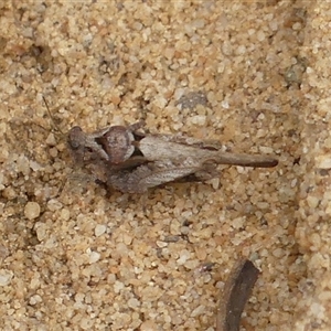 Tetrigidae (family) at Woodlands, NSW - 29 Jan 2025 09:58 AM