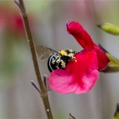 Amegilla (Zonamegilla) asserta (Blue Banded Bee) at Jerrabomberra, NSW - 1 Feb 2025 by MarkT