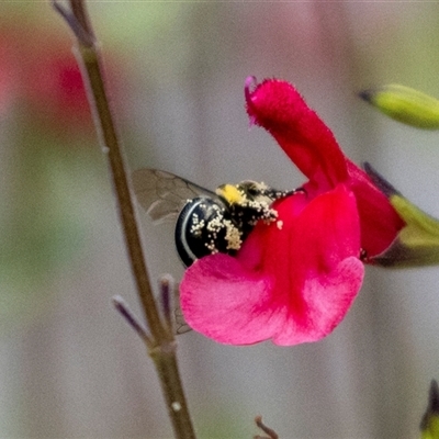 Exoneura sp. (genus) at Jerrabomberra, NSW - 31 Jan 2025 by MarkT