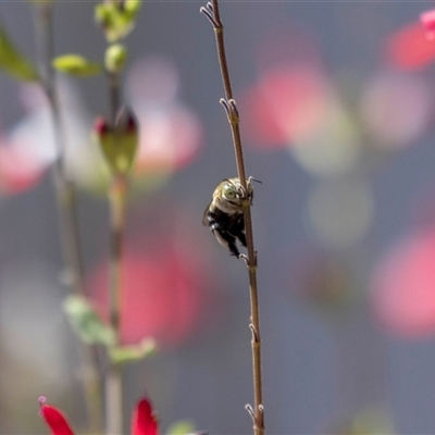 Amegilla (Zonamegilla) asserta (Blue Banded Bee) at Jerrabomberra, NSW - 2 Feb 2025 by MarkT