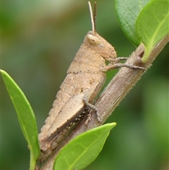 Percassa rugifrons (Mountain Grasshopper) at Braemar, NSW - 2 Feb 2025 by Curiosity