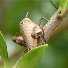 Percassa rugifrons at Braemar, NSW - 2 Feb 2025 12:30 PM