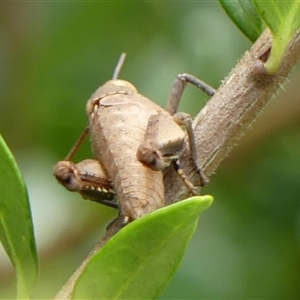 Percassa rugifrons at Braemar, NSW - 2 Feb 2025 12:30 PM