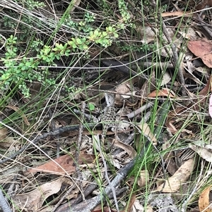 Amphibolurus muricatus at Kambah, ACT - 22 Jan 2025 12:17 PM