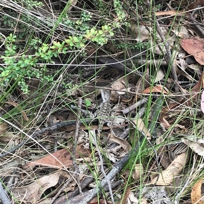 Rankinia diemensis at Kambah, ACT - 22 Jan 2025 by gwen