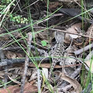 Amphibolurus muricatus at Kambah, ACT - 22 Jan 2025 12:17 PM