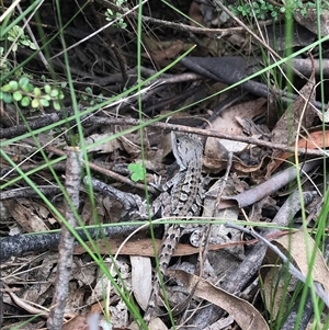 Amphibolurus muricatus at Kambah, ACT - 22 Jan 2025 12:17 PM