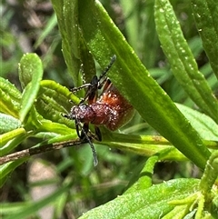 Ecnolagria grandis (Honeybrown beetle) at Kangaroo Valley, NSW - 3 Feb 2025 by lbradley