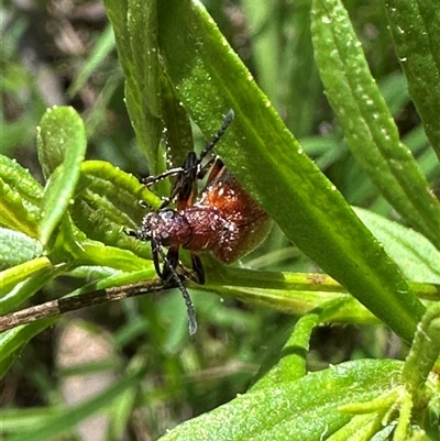 Unidentified Beetle (Coleoptera) at Kangaroo Valley, NSW - 3 Feb 2025 by lbradley