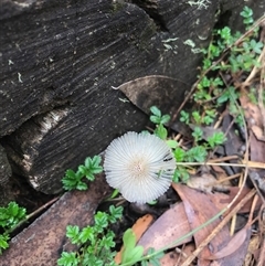 Unidentified Fungus at Kambah, ACT - 31 Jan 2025 by gwen