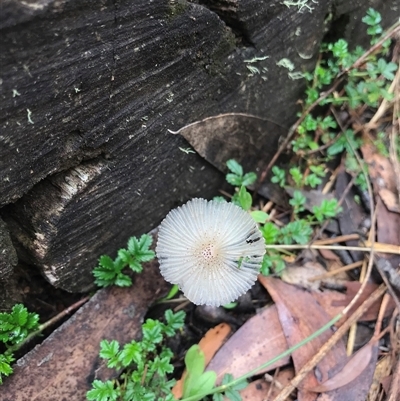 Unidentified Fungus at Kambah, ACT - 31 Jan 2025 by gwen