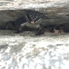 Egernia saxatilis (Black Rock Skink) at Kambah, ACT - 31 Jan 2025 by gwen