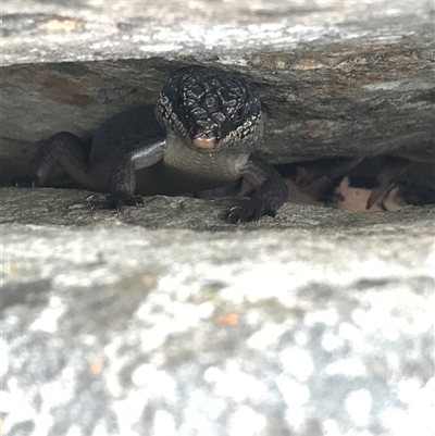 Egernia saxatilis (Black Rock Skink) at Kambah, ACT - 31 Jan 2025 by gwen