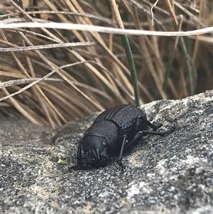 Amycterini (tribe) (A true weevil) at Cotter River, ACT - 31 Jan 2025 by gwen