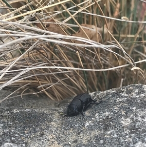 Amycterini (tribe) at Cotter River, ACT - 31 Jan 2025 01:05 PM