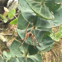 Neosparassus calligaster (Beautiful Badge Huntsman) at Cotter River, ACT - 31 Jan 2025 by gwen