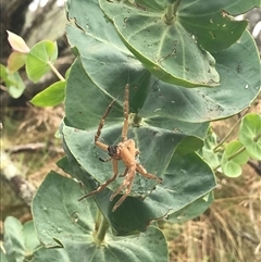 Neosparassus calligaster at Cotter River, ACT - 31 Jan 2025 02:05 PM