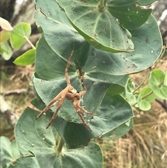Neosparassus calligaster at Cotter River, ACT - 31 Jan 2025 02:05 PM