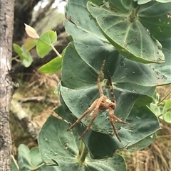 Neosparassus calligaster at Cotter River, ACT - 31 Jan 2025 02:05 PM
