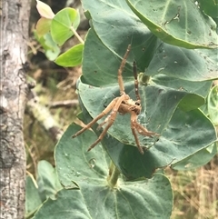 Neosparassus calligaster at Cotter River, ACT - 31 Jan 2025 02:05 PM