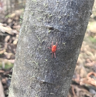 Trombidiidae (family) at Paddys River, ACT - 31 Jan 2025 by gwen