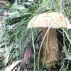 Austroboletus 'reticulate/lacunose stem' at Paddys River, ACT - 31 Jan 2025 by gwen