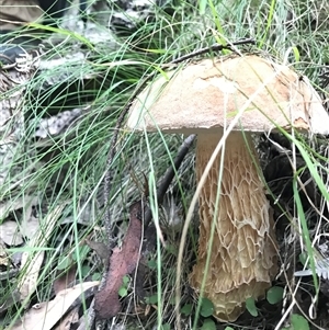 Austroboletus 'reticulate/lacunose stem' at Paddys River, ACT by gwen