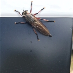 Neoaratus hercules (Herculean Robber Fly) at Rendezvous Creek, ACT - 18 Jan 2025 by gwen