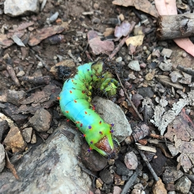 Opodiphthera eucalypti (Emperor Gum Moth) at Kambah, ACT - 30 Jan 2025 by gwen