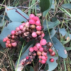 Eucalyptus insect gall at Kambah, ACT - 31 Jan 2025 by gwen