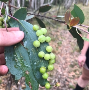 Eucalyptus insect gall at Kambah, ACT - 31 Jan 2025 12:15 PM