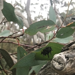Eucalyptus insect gall at Kambah, ACT - 31 Jan 2025 12:15 PM