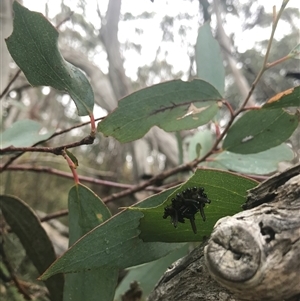 Eucalyptus insect gall at Kambah, ACT - 31 Jan 2025 12:15 PM
