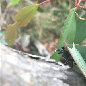 Eucalyptus insect gall at Kambah, ACT - 31 Jan 2025 12:15 PM