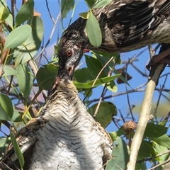 Eudynamys orientalis (Pacific Koel) at Fyshwick, ACT - 3 Feb 2025 by rawshorty