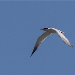 Hydroprogne caspia (Caspian Tern) at Fyshwick, ACT - 3 Feb 2025 by rawshorty